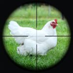 Chicken Shoot Sniper Hunting Unlimited Money Mod Apk 1.1