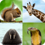 Animal Quiz Guess the Animal Unlimited Money Mod Apk 1.1.33